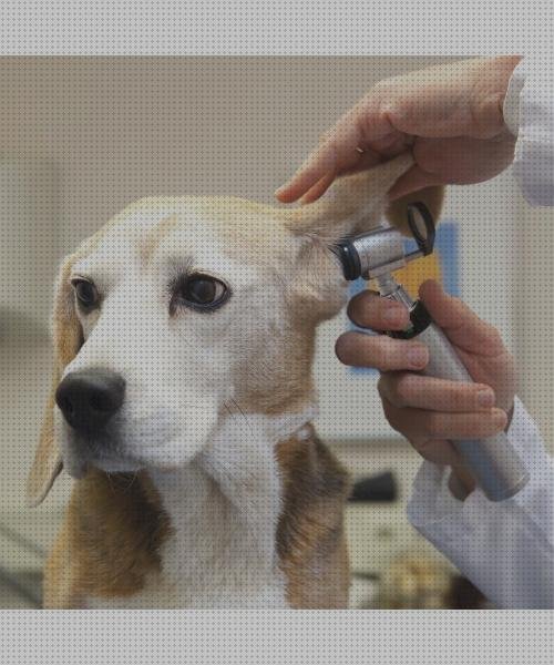 Los Mejores Oftalmoscopio Veterinarios Cabezales Mes