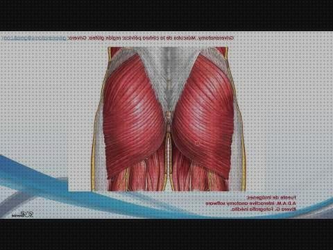 ¿Dónde poder comprar ecografica anatomia ecografica de gluteos?