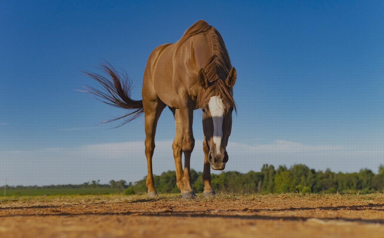 Análisis de los 5 mejores Caballos Castaños Vendas Turquesas