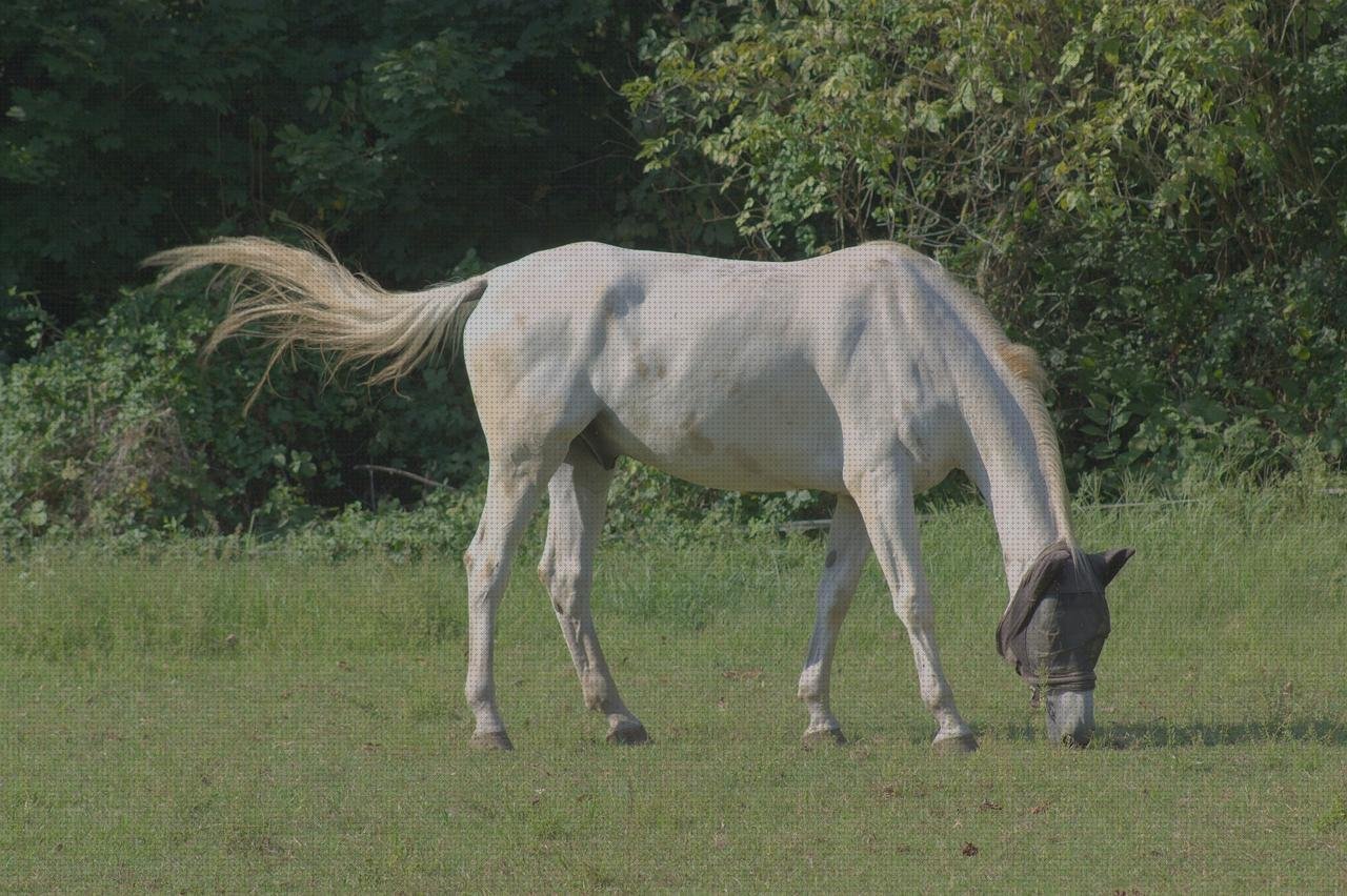 Los mejores 14 Caballos Con Vendas Blancas