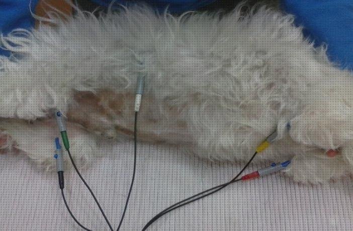 Las mejores marcas de electrocardiograficos diagnosticos basicos electrocardiograficos perros