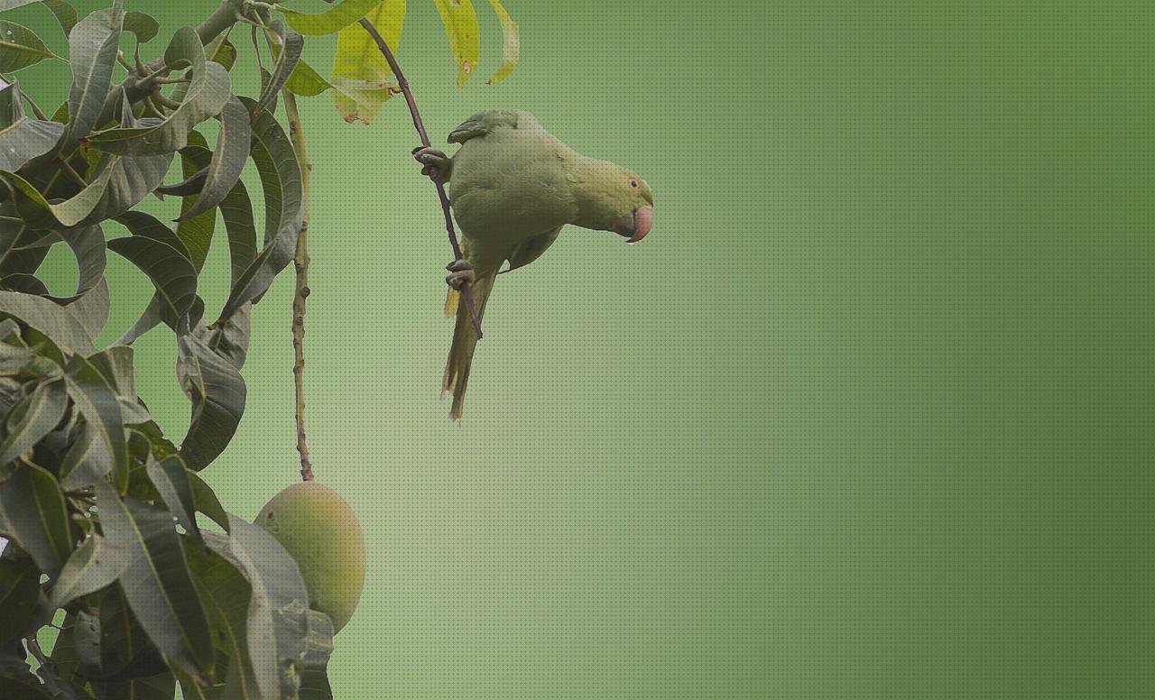 Las mejores marcas de mangos mango laringoscopio pediatrico