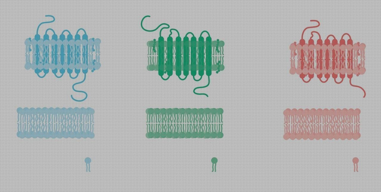 Las mejores tensiometro riester membranas fonendoscopio riester