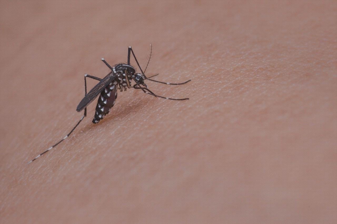 Review de mosquito tijeras quirurgicas