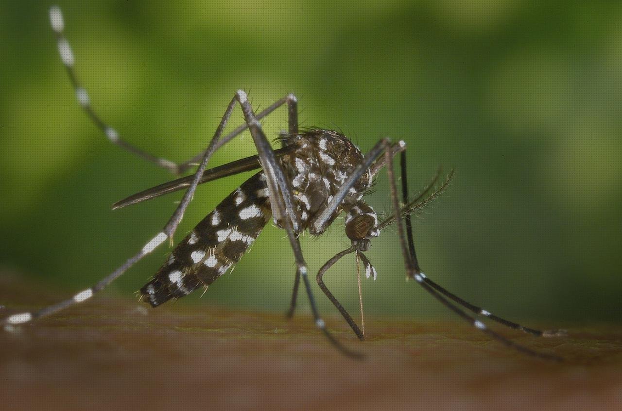 Análisis de los 21 mejores mosquitos tijeras quirurgicas del mundo