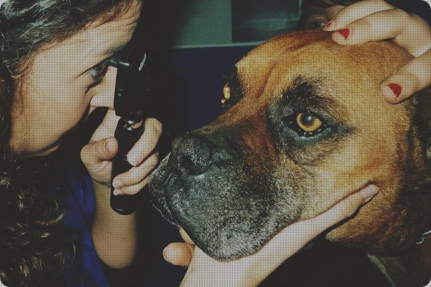 Análisis de los 13 mejores Oftalmoscopio Directos Para Perros