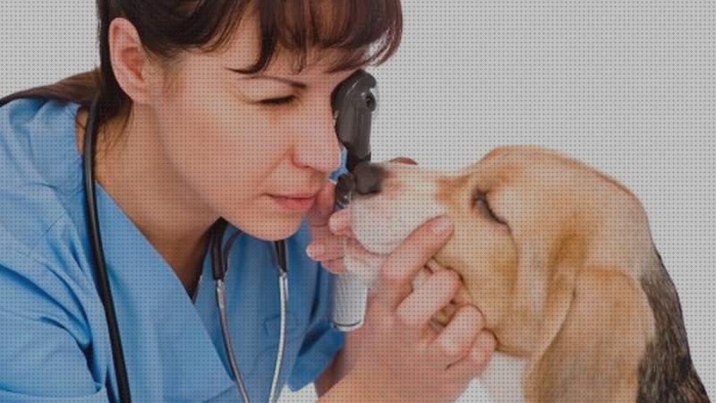 25 Mejores oftalmoscopio veterinarios