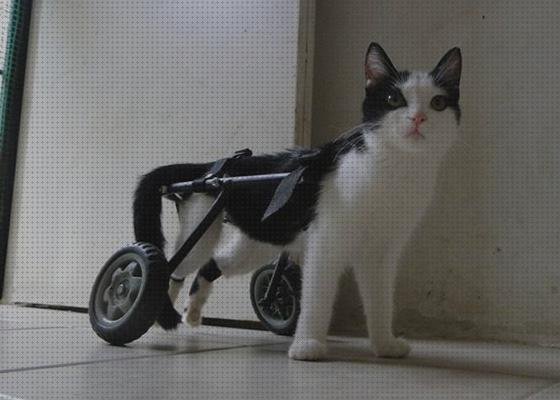 Análisis de las 8 mejores Sillas De Ruedas Para Gatos Invalidos