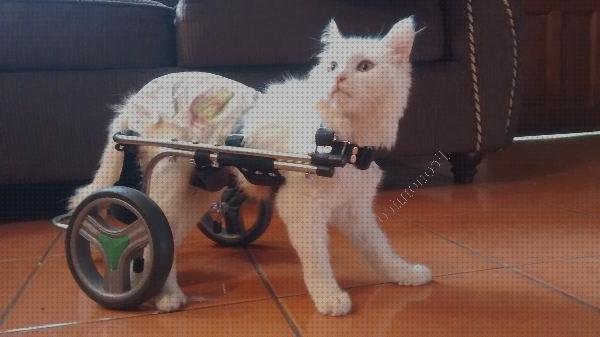 Review de silla de ruedas para gatos invalidos