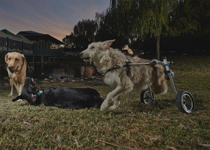 Las mejores comprar ruedas silla de ruedas para perros comprar