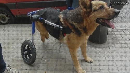 Review de silla de ruedas para perros comprar
