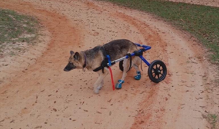 ¿Dónde poder comprar perros ruedas silla de ruedas para perros grandes?