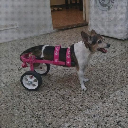 Las mejores perros ruedas silla de ruedas para perros invalidos