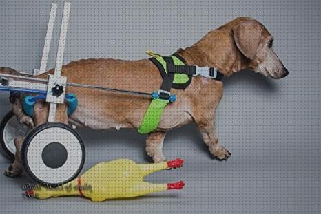 Review de silla de ruedas para perros invalidos