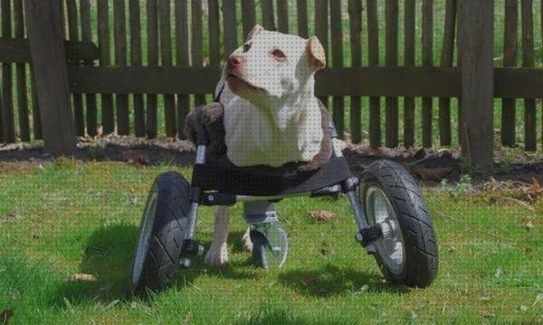 ¿Dónde poder comprar perros ruedas silla de ruedas para perros patas delanteras?