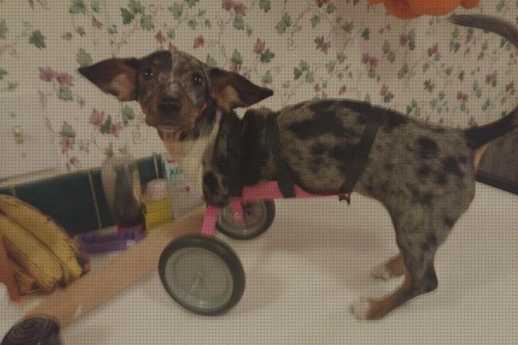 Las mejores perros ruedas silla de ruedas para perros patas delanteras
