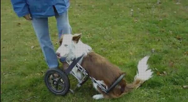 Review de silla de ruedas para perros patas delanteras