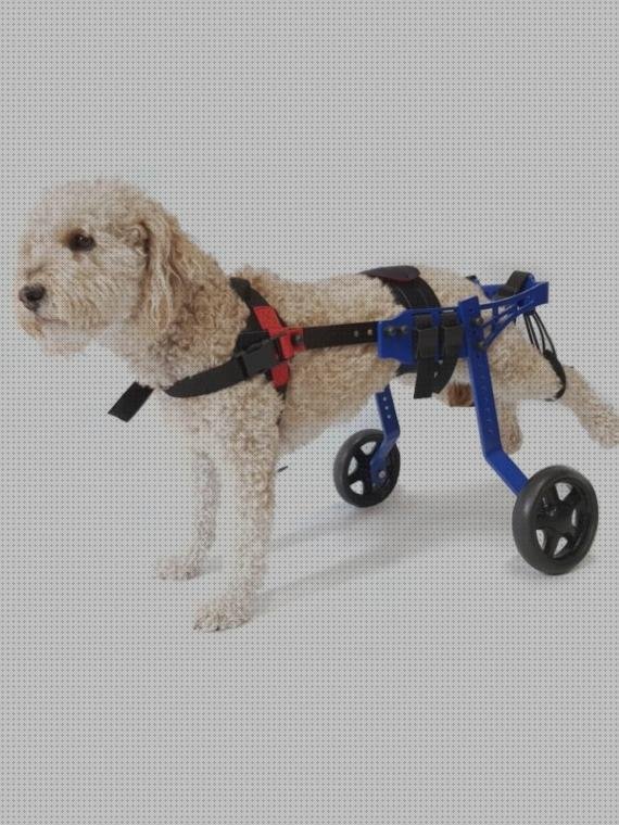 ¿Dónde poder comprar perros ruedas silla de ruedas para perros yorkshire?