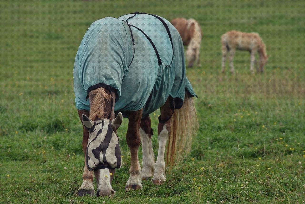 ¿Dónde poder comprar caballo vendas vendas vendas caballo castaño?