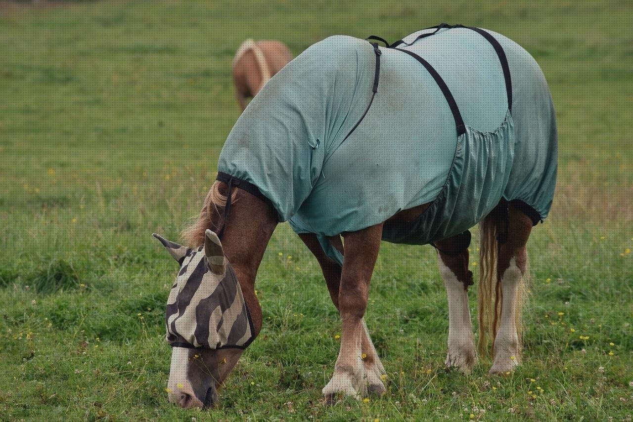 Las mejores marcas de caballo vendas vendas vendas caballo castaño