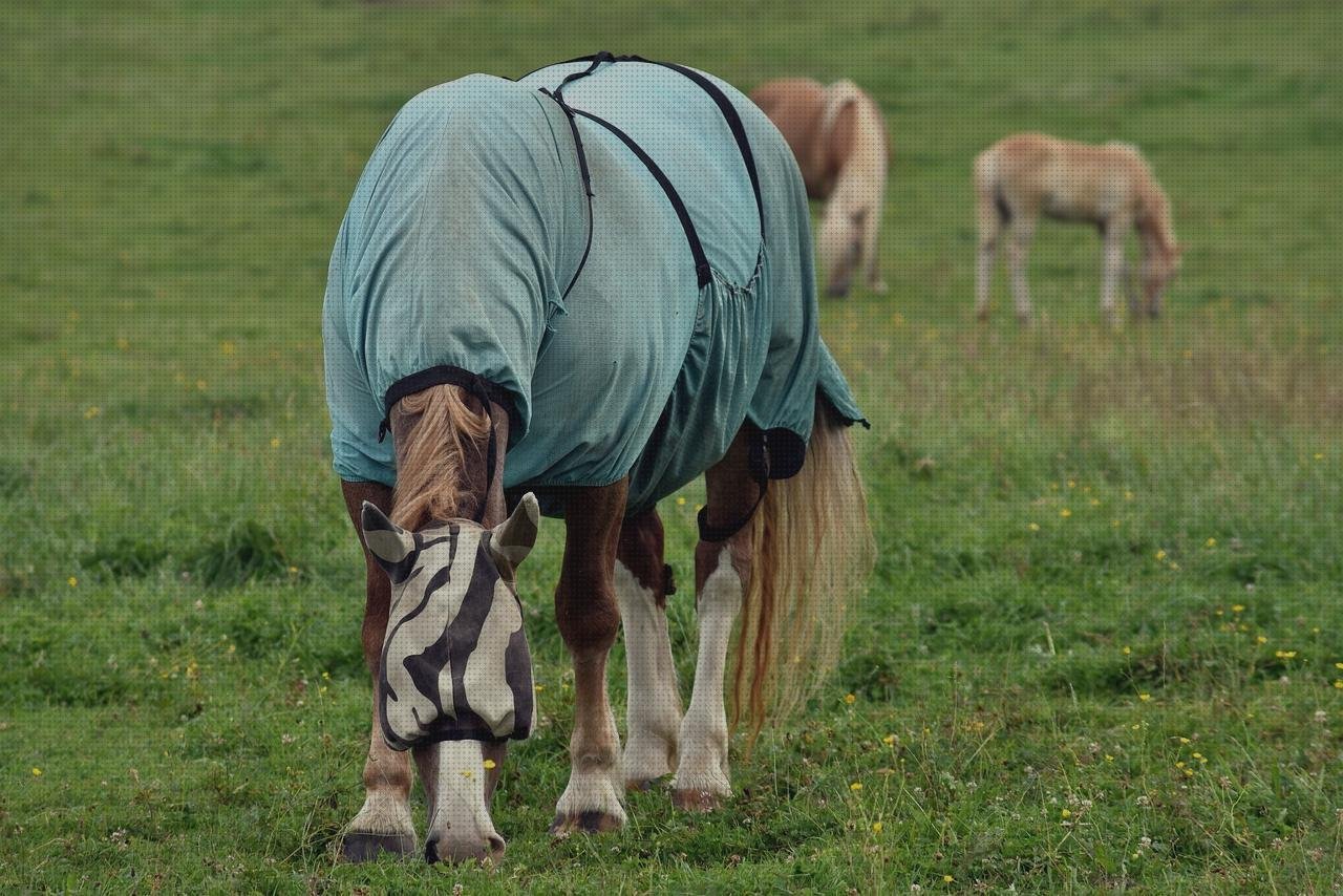 ¿Dónde poder comprar caballo vendas vendas vendas caballo naranja?